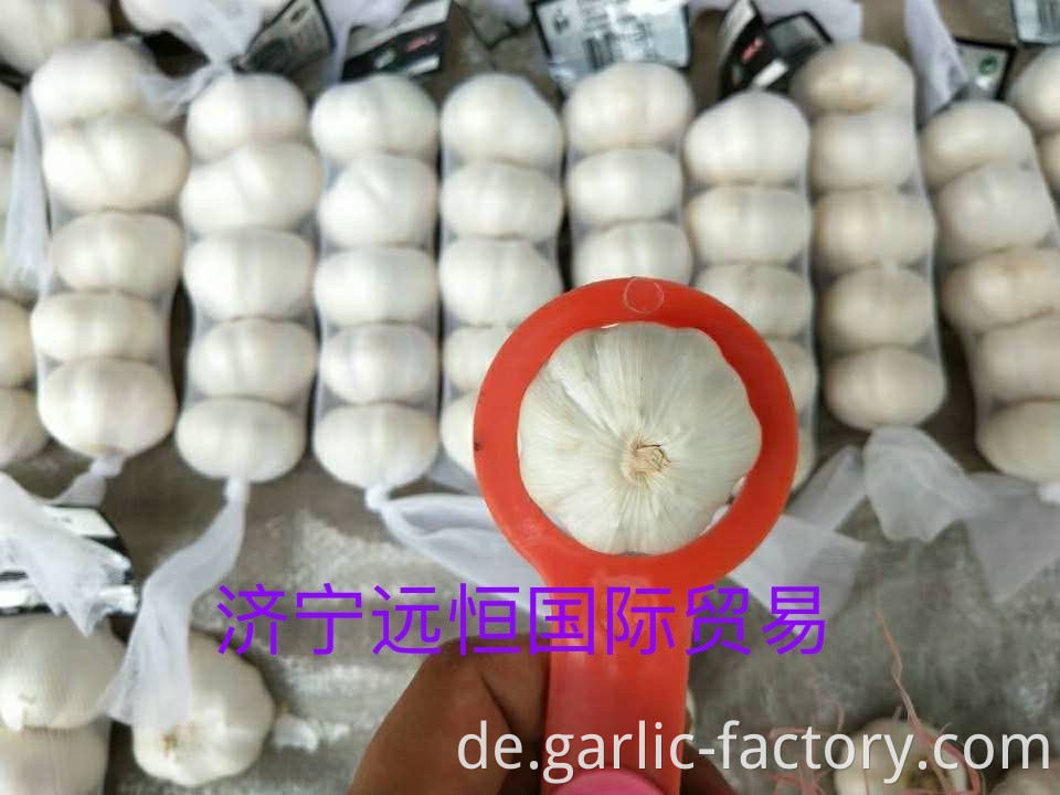 NEW Fresh Jin xiang 5p Garlic